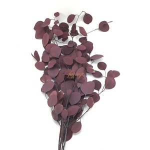 Foglie Verdi per Decorazione, Eucalipto Essiccato, Pianta da Tavolo - Product Image 6