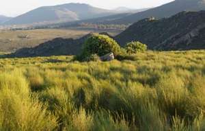 ชาแดงแอฟริกันธรรมชาติ 100% บริสุทธิ์ ไม่ผ่านการหมัก ใบชาแดงแอฟริกัน (Aspalathus Linearis) สำหรับขาย - Product Image 4