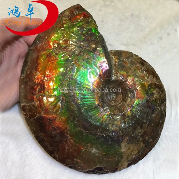 Kleurrijke Natuurlijke Split Ammoniet Fossielen Conch Voor Decoratie Gift