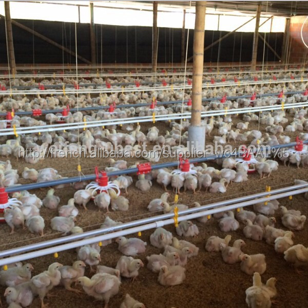 Auto Type de vis et poulet utilisation pan ligne d'alimentation pour poulets de chair