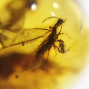Messico naturale volare formica ovale giallo <span class=keywords><strong>ambra</strong></span> sciolto anello di pietra del pendente della collana a doppio uso