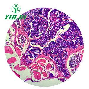 Toboganes de microscopio para enseñanza y aprendizaje, alta calidad y mejor <span class=keywords><strong>precio</strong></span> - Product Image 6