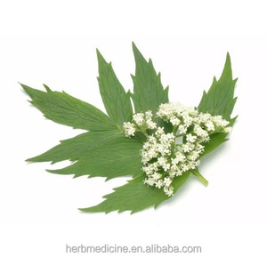 Raíz de Valeriana natural seca de Valeriana officinalis L <span class=keywords><strong>para</strong></span> ayudar a <span class=keywords><strong>dormir</strong></span> - Product Image 3