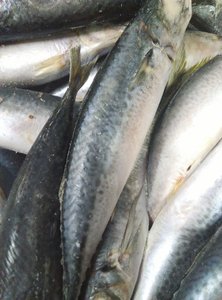 <span class=keywords><strong>HACCP</strong></span> & QS ปลาแมคเคอเรลแช่แข็ง - Product Image 3