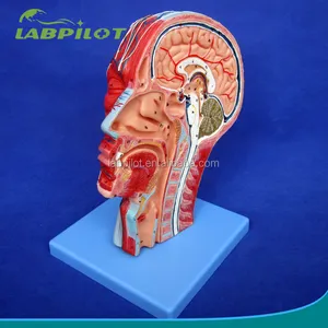 高质量的解剖半头模型与大脑和血管，头部和颈部