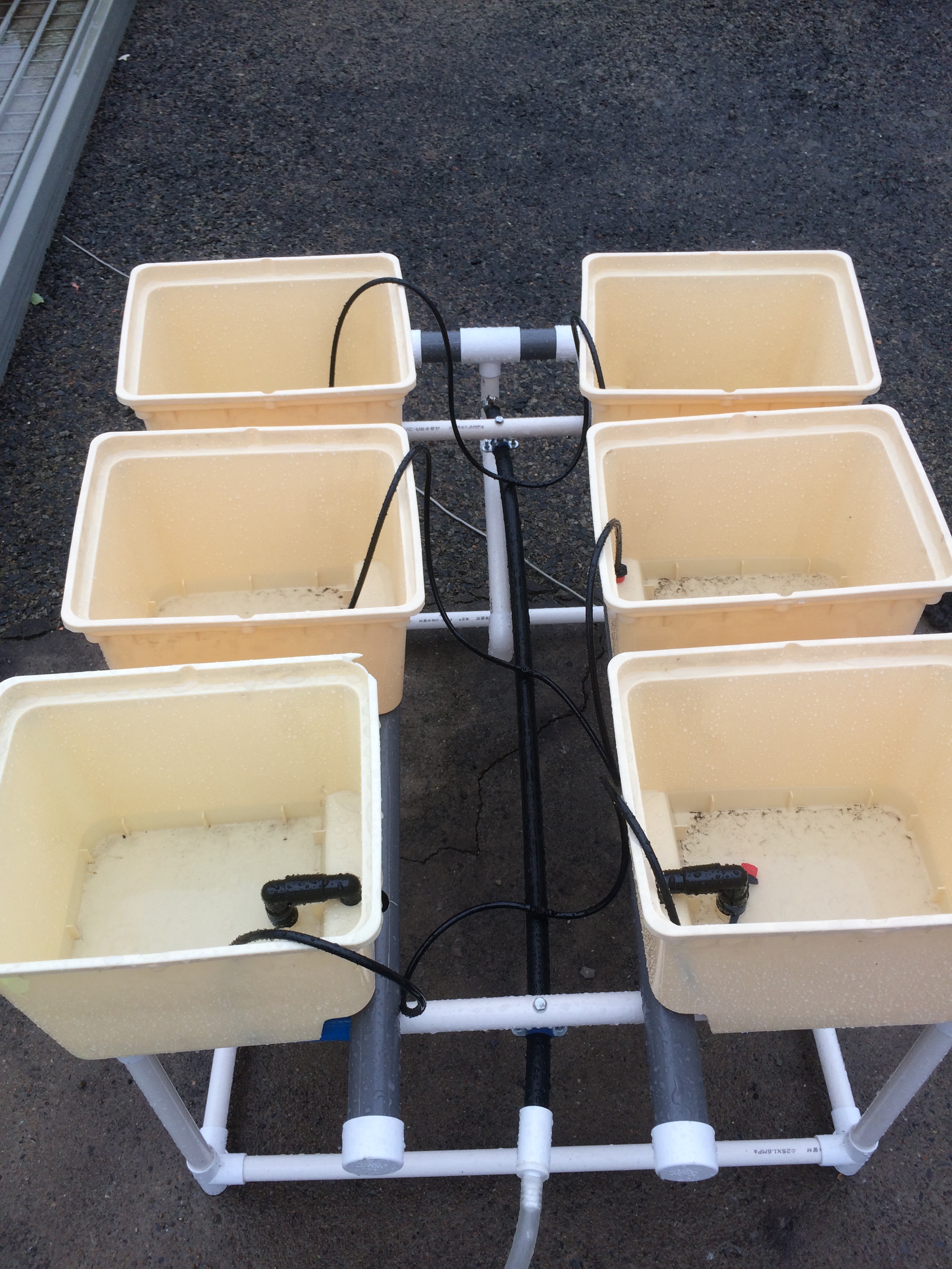 Complete Hydroponic Dutch Bucket System for growing vegetable in