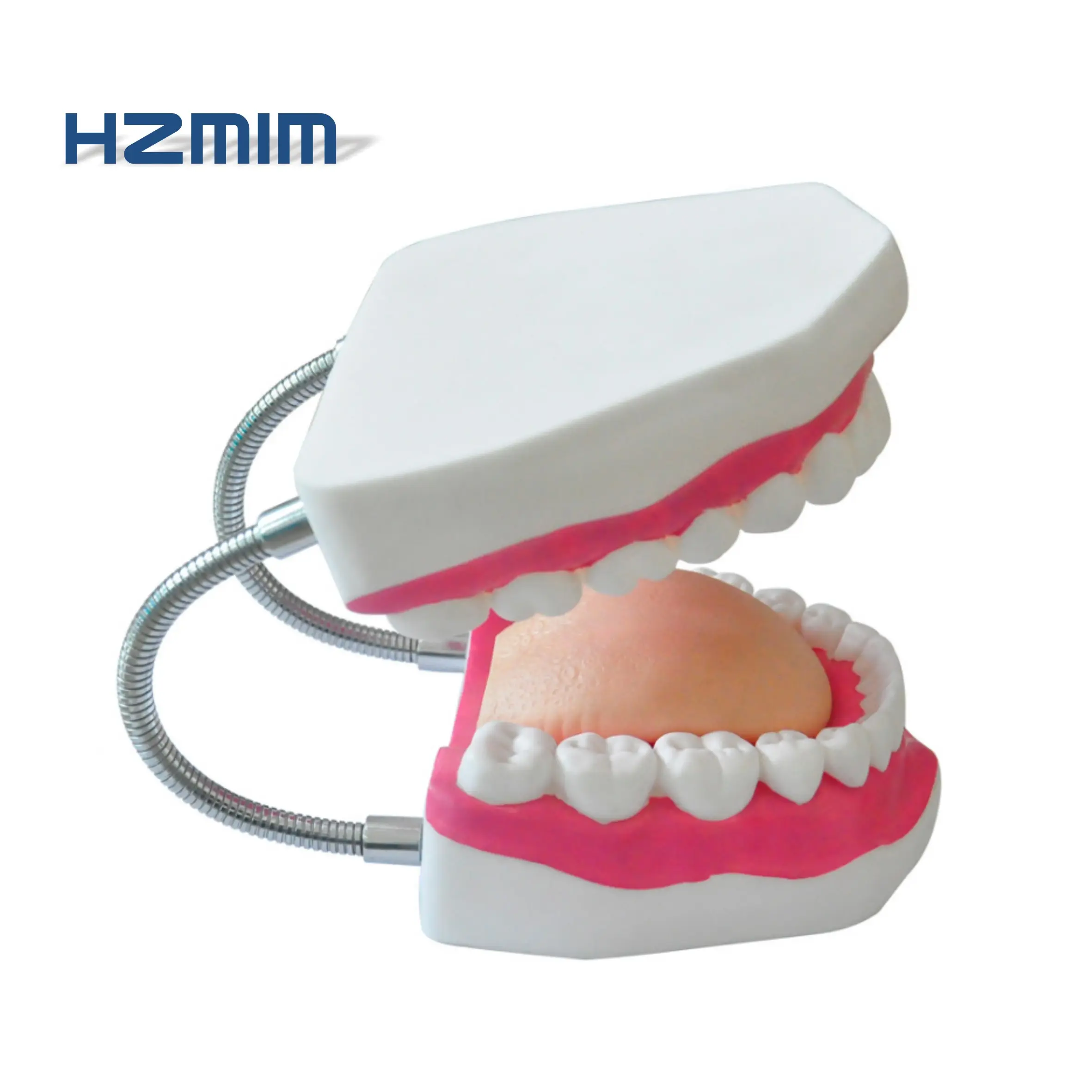 Modelo de dientes de plástico dental avanzado para uso de enseñanza médica, modelo dental de ciencia médica