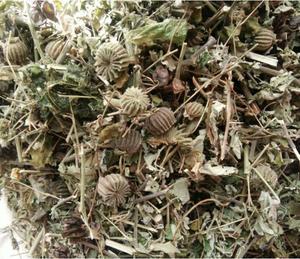 Piante Intere di Mallo Indiano Essiccate, Steli e Foglie Naturali di Abutilon Indicum - Product Image 4