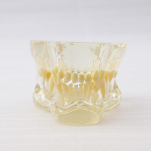 Modelo de Dientes Felinos de Resina Transparente Gelsonlab HSDT-R1, Modelo de Dientes de Gato, Modelo de Dentición Felina - Product Image 3