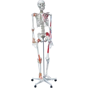Модель человеческого скелета с мышцами и связками, 170 см