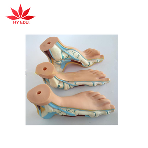 Mô Hình 3D Giải Phẫu Vòm Chân Người Học Tập - Product Image 1