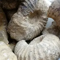 טבעי חילזון קריסטל אבן עמוני מאובנים למכירה
