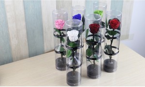 <span class=keywords><strong>Rosas</strong></span> Preservadas en Caja <span class=keywords><strong>de</strong></span> PVC <span class=keywords><strong>de</strong></span> 35 Colores Personalizadas <span class=keywords><strong>de</strong></span> Fábrica, con <span class=keywords><strong>Tallo</strong></span>, para San Valentín y Bodas, Conservación con Glicerina, <span class=keywords><strong>Precio</strong></span> <span class=keywords><strong>de</strong></span> Fábrica - Product Image 5