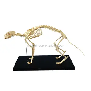 Modello di Gatto di Scheletro, Cat Modello Anatomico, Modello Animale Modello di Scheletro