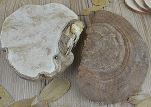 Hotsale funghi sfusi crudi essiccati bene <span class=keywords><strong>Ganoderma</strong></span> applanatum in vendita - Product Image 3