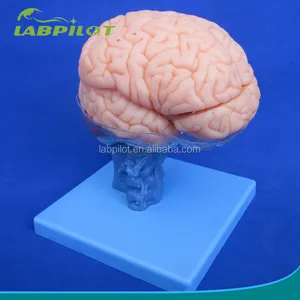 Высококачественная модель человеческого мозга из 15 частей