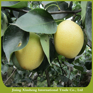 De calidad superior dulce jugosa pera china corona fresca - Product Image 1