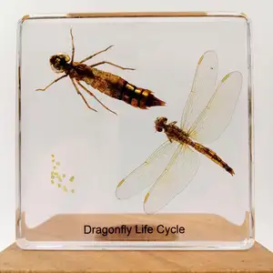蜻蜓真虫卵幼虫的树脂生命周期 75 * 9毫米