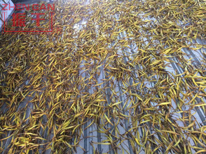 Secador de Cinta de malla para Deshidratado <span class=keywords><strong>Hemerocallis</strong></span> citrina baroni/Línea de Producción de <span class=keywords><strong>Hemerocallis</strong></span> Flava - Product Image 2