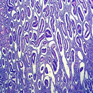 Portaobjetos de Microscopio de Vidrio para Biología, Histología Humana y Plancton de Agua Dulce, Preparados, a Bajo <span class=keywords><strong>Precio</strong></span> Hecho en China - Product Image 6