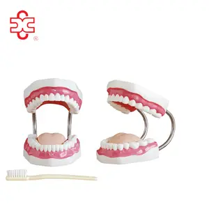 Dents artificielles Moule (32 dents)