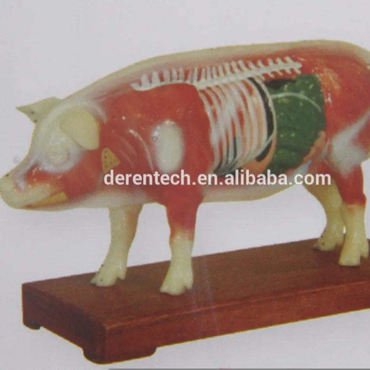 חזיר acpuncture דגם