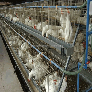 Jaula de colocación de batería de pollo criador tipo capa a la venta para el <span class=keywords><strong>mercado</strong></span> de Nigeria - Product Image 3