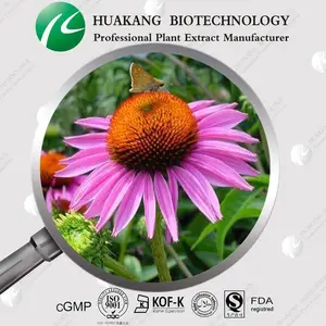 halal echinacea purpurea extrait sec fabriqué en chine