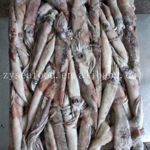 الصين المنشأ أفضل سعر للأطفال الحبار/الحبار الطائر/الحبار الصغير - Product Image 2