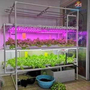 Sistema <span class=keywords><strong>de</strong></span> crecimiento <span class=keywords><strong>de</strong></span> lechuga hidropónica - Product Image 4