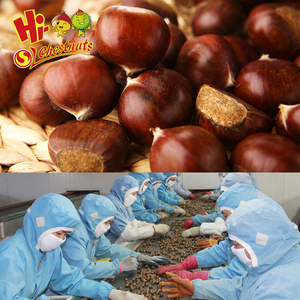 Châtaignes biologiques Shenli de qualité A du Hebei, brutes, à bas <span class=keywords><strong>prix</strong></span> <span class=keywords><strong>au</strong></span> <span class=keywords><strong>kg</strong></span> - pour la torréfaction - Product Image 4