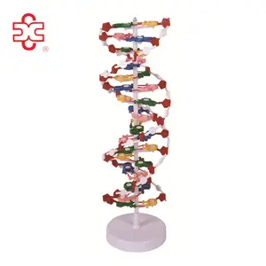 生物 DNA 结构模型