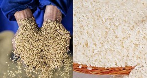 Equipo Completo de Molienda de Arroz <span class=keywords><strong>Combinado</strong></span>, Fabricante de Maquinaria para Molinos de Arroz a Bajo Precio - Product Image 6