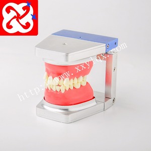 Modello di pratica typodont studio ortodontico - Product Image 1