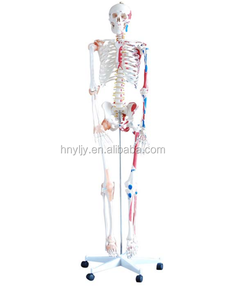 Modèles de squelette anatomique en plastique de 85 cm pour l'enseignement médical, avec nerfs et vaisseaux sanguins, squelette avec nerfs - Product Image 3