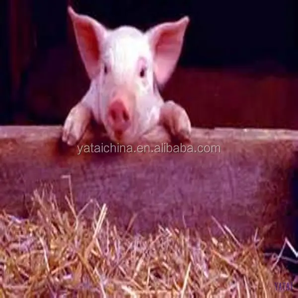 Alimento para cerdos, bajo precio, alimentación animal