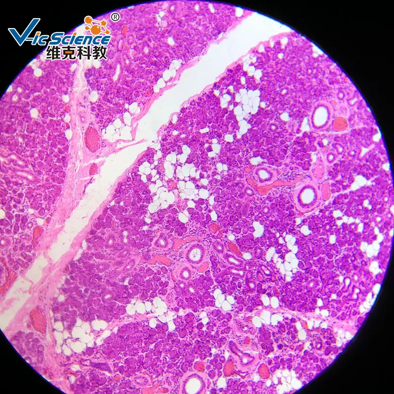 Medizinische Wissenschaft Tier gewebe präparierte Objektträger mit 100 Stück Histologie-Objektträger