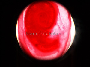 Mikroskop biyolojisi hazırlanan slaytlar tıbbi bilim için parazit slayt prasitoloji - Product Image 4