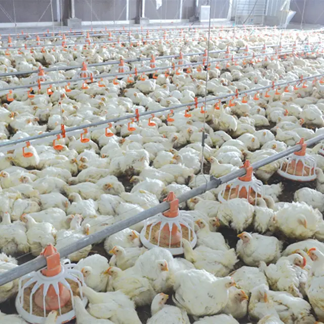 Conception moderne bon marché de maison de volaille de ferme de poulet d'usine de la Chine pour le gril