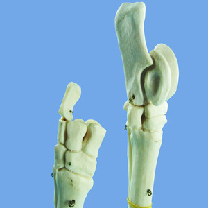 โมเดลขาม้าพลาสติก - Product Image 3