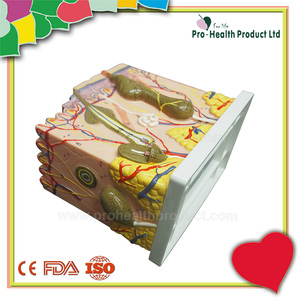 Modello anatomico della <span class=keywords><strong>pelle</strong></span> della struttura <span class=keywords><strong>umana</strong></span> amplificato 50 volte per l'insegnamento - Product Image 3