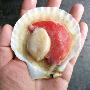 Đông lạnh nửa vỏ sò điệp biển với chất lượng tốt bán Hot - Product Image 4