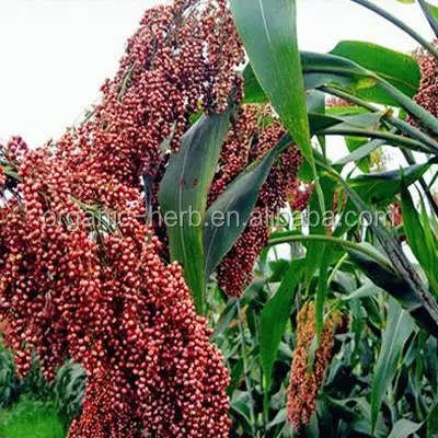 Sorgo bicolor pigmento rosso in polvere E 25 per la carne