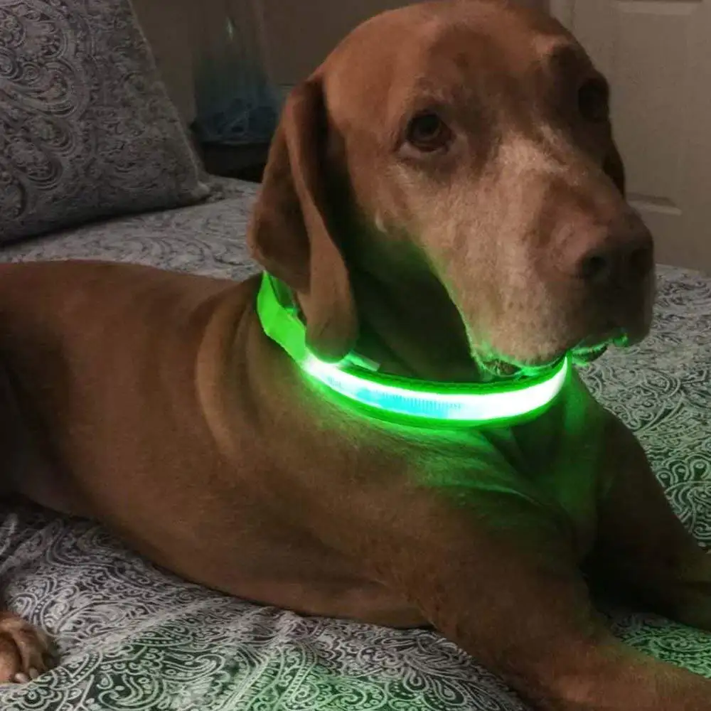 Safety USB Rechargeable Collar Para Perro Night Illuminated Glowing Luminous Light Pet LED Dog Collar