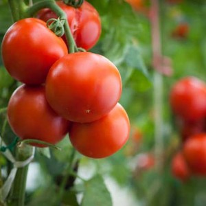 Горячая продажа водорастворимые жидкие аминокислоты сельское хозяйство удобрение применить на урожай картофеля кукурузы - Product Image 5