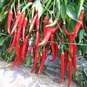 Capsantina e160c rojo Capsicum Annuum pigmento