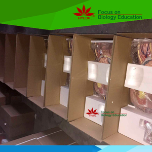 57 cm उच्च एक्यूपंक्चर चिकित्सा मॉडल के लिए मानव शरीर मॉडल - Product Image 6