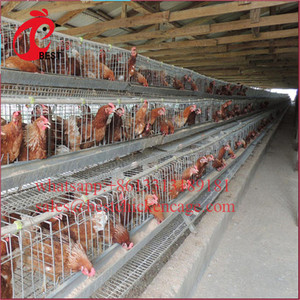 Di vendita caldo del metallo gabbia di polli da carne farm pollo di allevamento coop con ottimo prezzo - Product Image 3