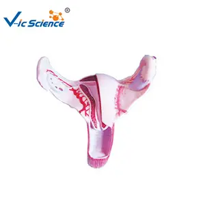 PVC Anatomico Vagina Femminile Modello per modello di Insegnamento Medico