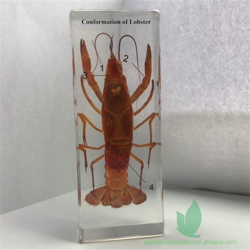 Рамка из прозрачной смолы, реальный лобстер, встроенный полезный обучающий образец, пластиковая рамка для школы